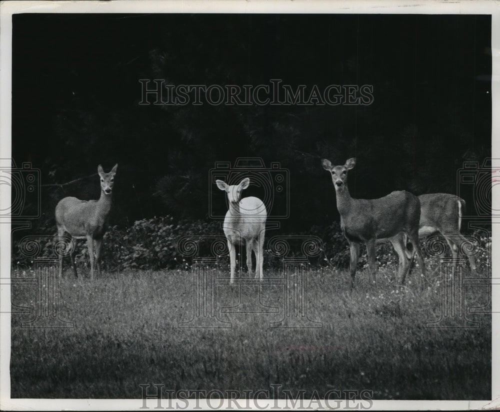 1967 Press Photo A group of deers faced the camera Three Lakes, Oneida County.- Historic Images