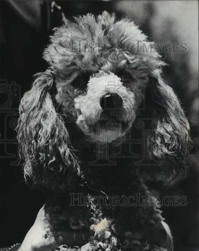 1975 Press Photo Marcus the poodle at Wisconsin Humane Society - mja96533