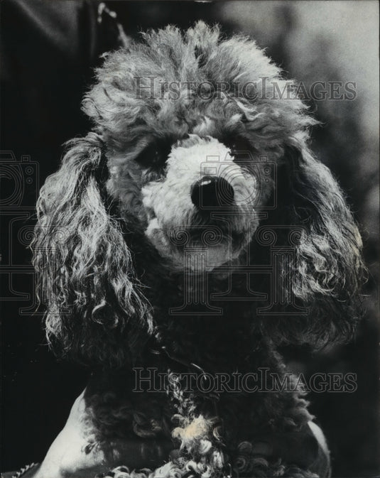 1975 Press Photo Marcus the poodle at Wisconsin Humane Society - mja96533