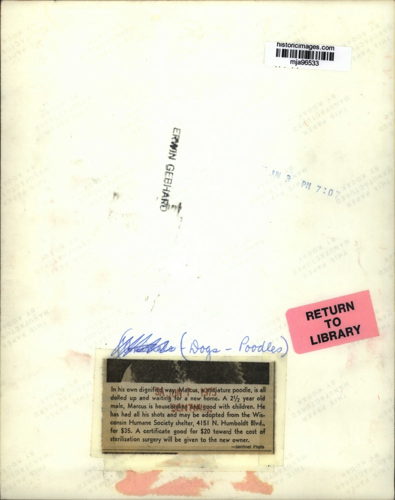 1975 Press Photo Marcus the poodle at Wisconsin Humane Society - mja96533