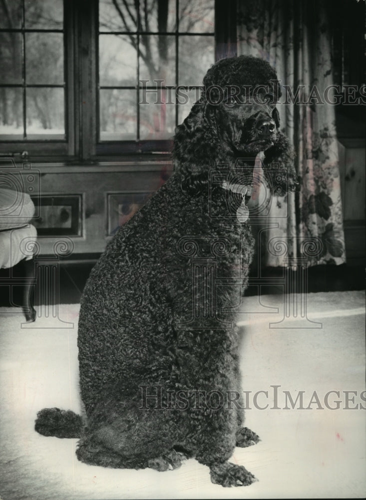Load image into Gallery viewer, 1955 Press Photo French poodle, Paulette owned by Mrs. H.M. Stratton - mja96541
