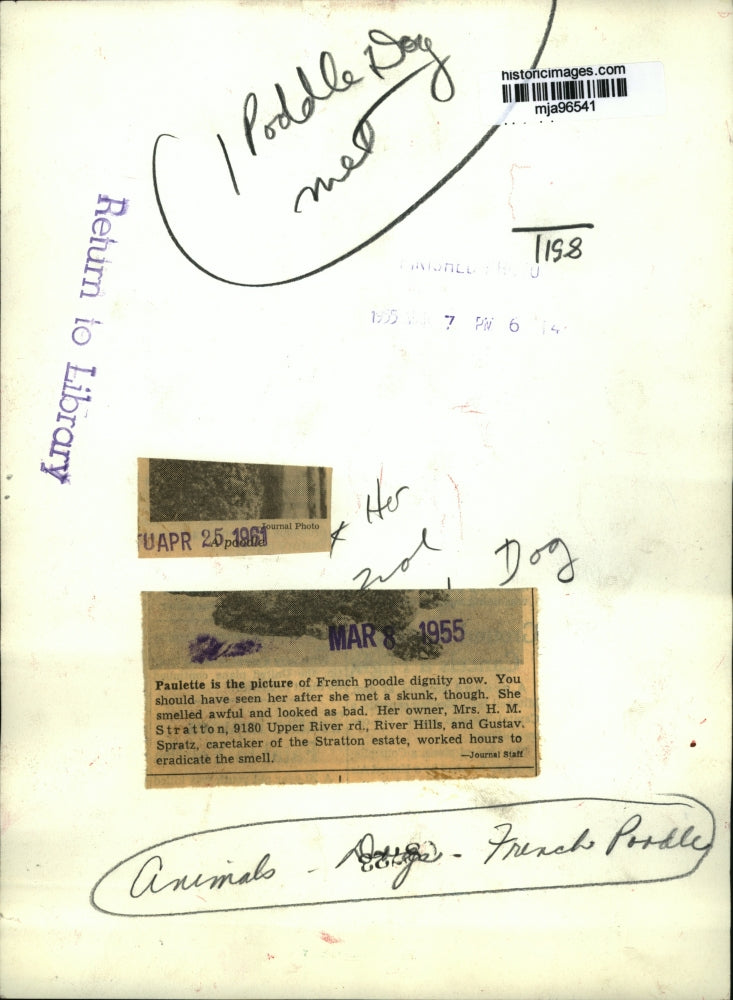 1955 Press Photo French poodle, Paulette owned by Mrs. H.M. Stratton - mja96541