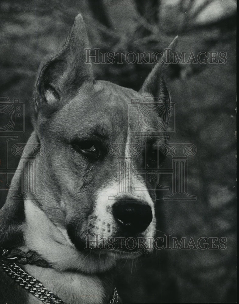 1970 Press Photo Wisconsin Humane Society Shelter Boxer Dog Up For Adoption- Historic Images