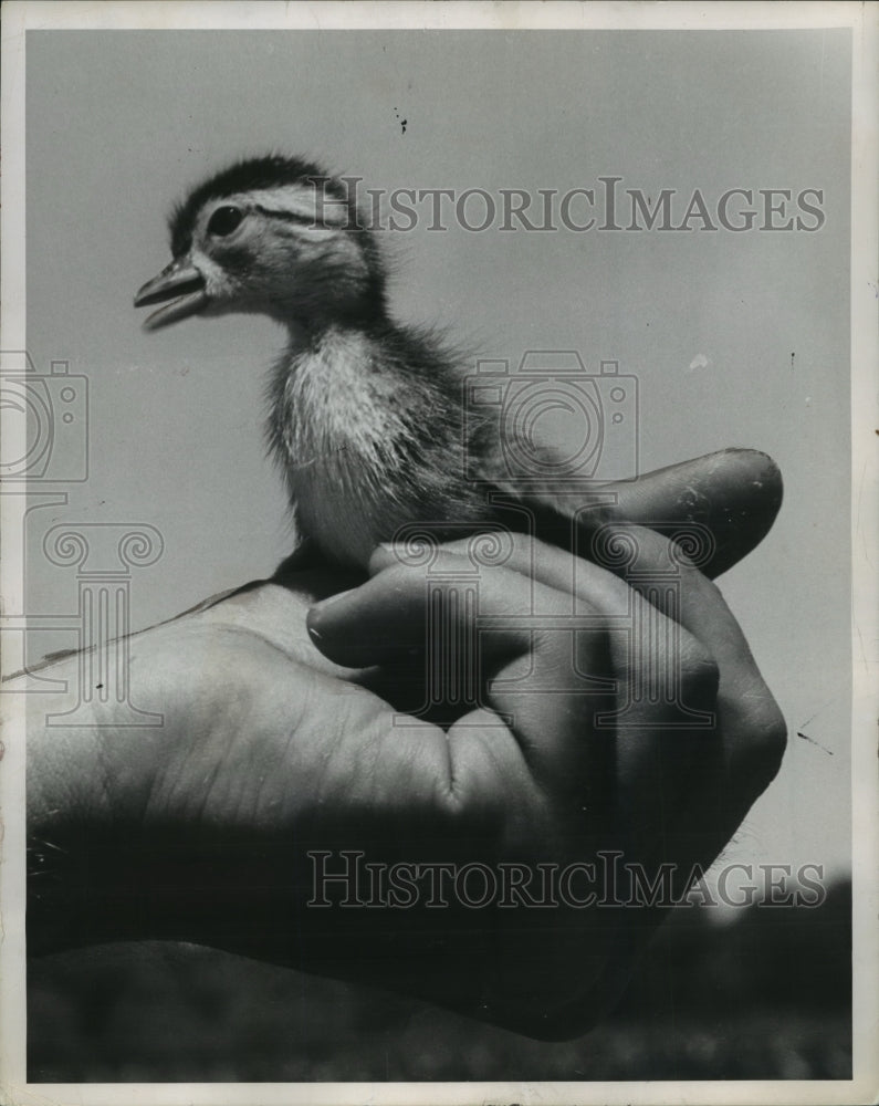 1953 Press Photo Baby Wood duck held by biologist in Massachusetts marsh- Historic Images