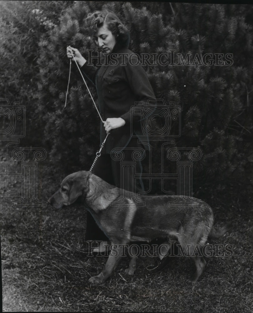  Press Photo Yellow Labrador during training process- Historic Images