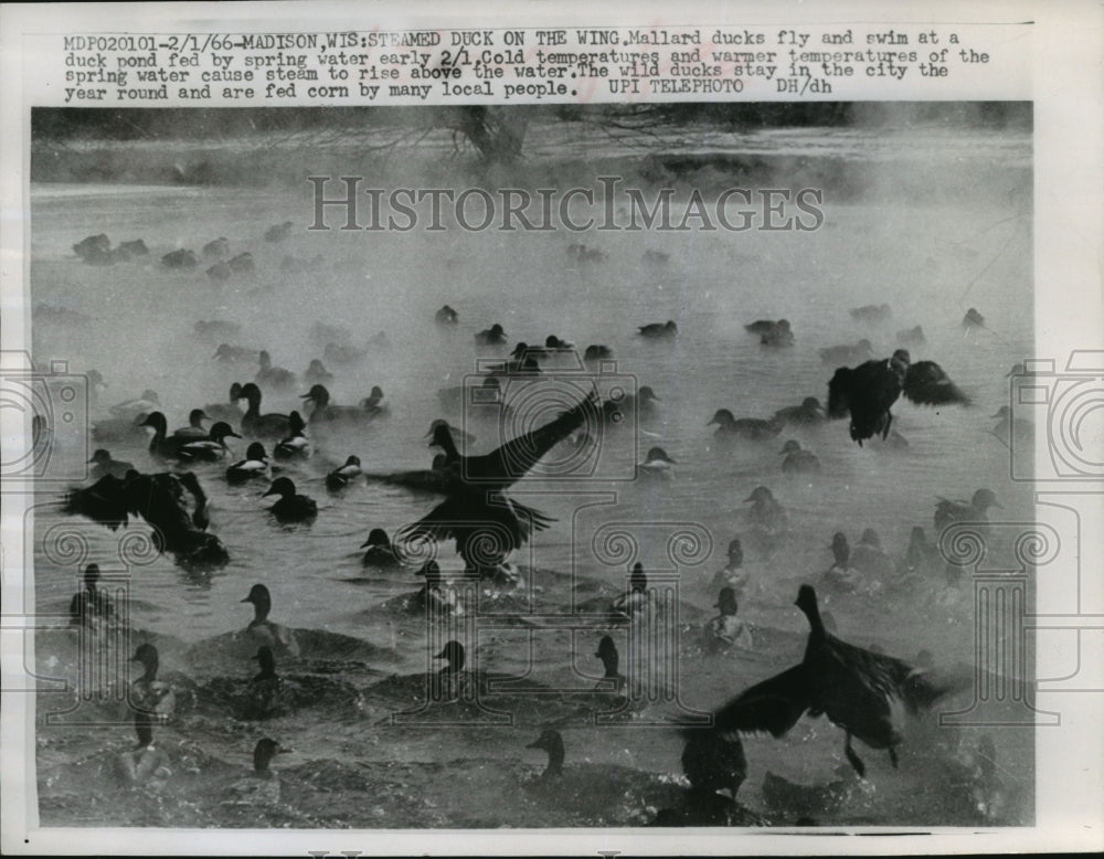 1966 Press Photo Mallard ducks flying and swimming at steamy duck pond, Madison- Historic Images