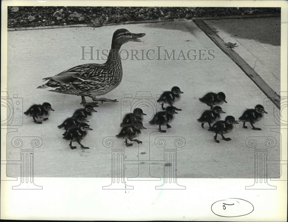 1981 Press Photo Duck and Ducklings Walk in AC Spark Plug Plant Courtyard- Historic Images