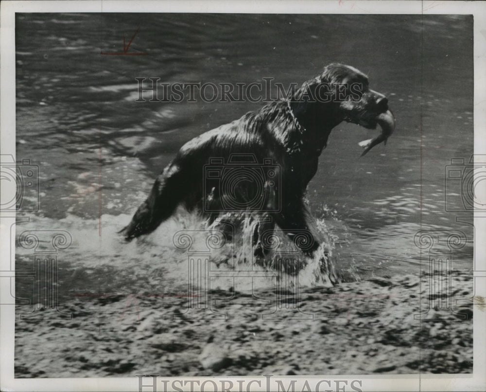 1950 Press Photo Irish Setter fishing in the Russian River - mja97521