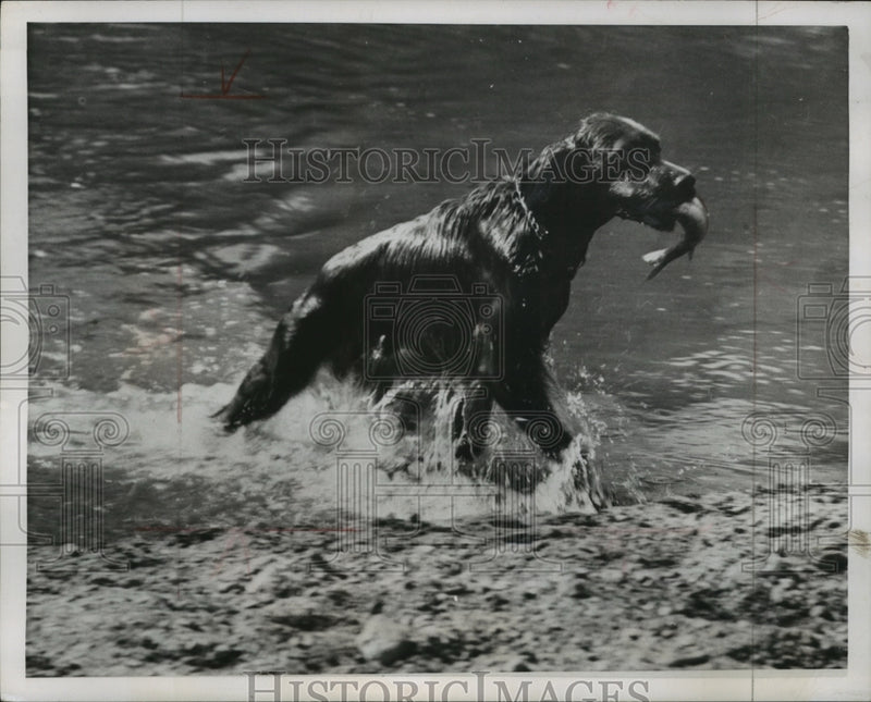 Load image into Gallery viewer, 1950 Press Photo Irish Setter fishing in the Russian River - mja97521
