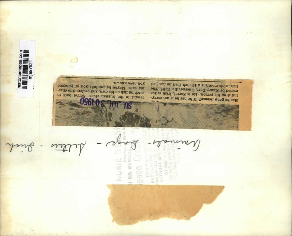 1950 Press Photo Irish Setter fishing in the Russian River - mja97521