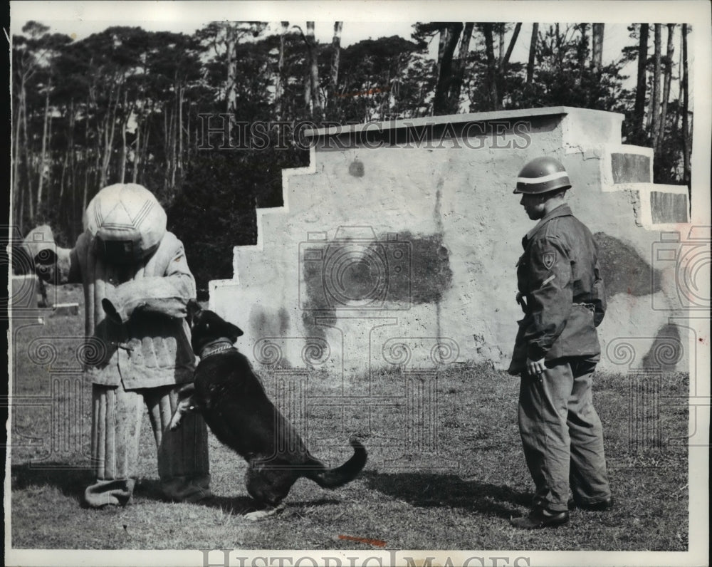1957 Press Photo Dog learns to attack intruders with a man in a padded suit