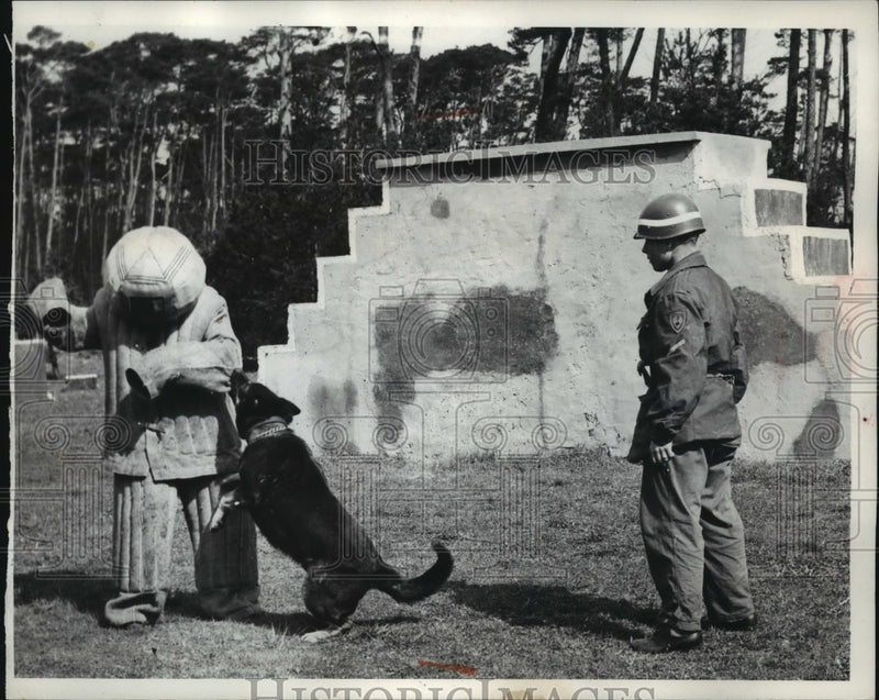 Load image into Gallery viewer, 1957 Press Photo Dog learns to attack intruders with a man in a padded suit
