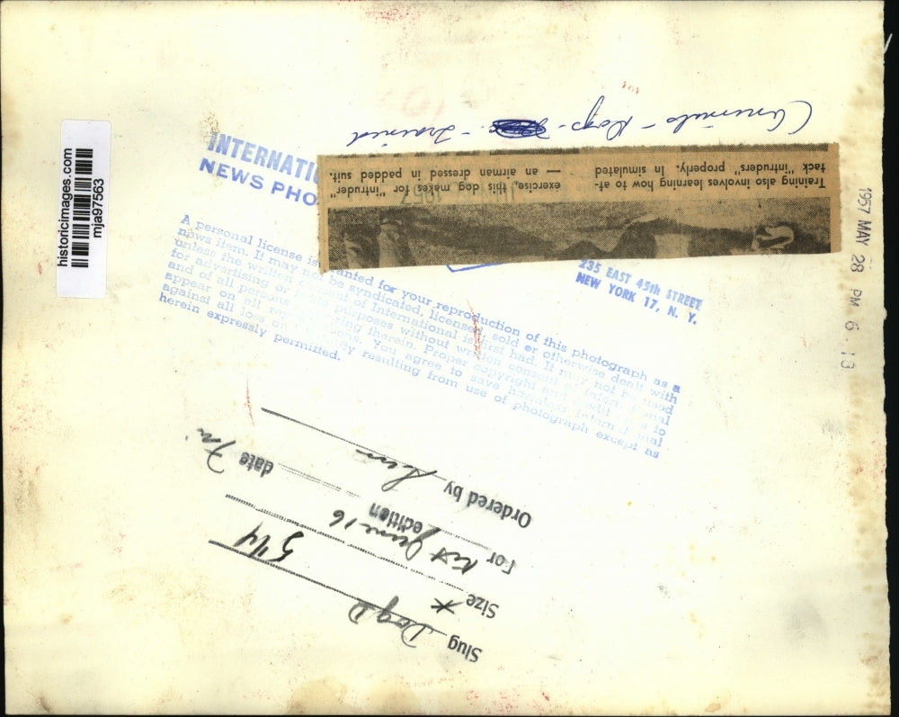 1957 Press Photo Dog learns to attack intruders with a man in a padded suit