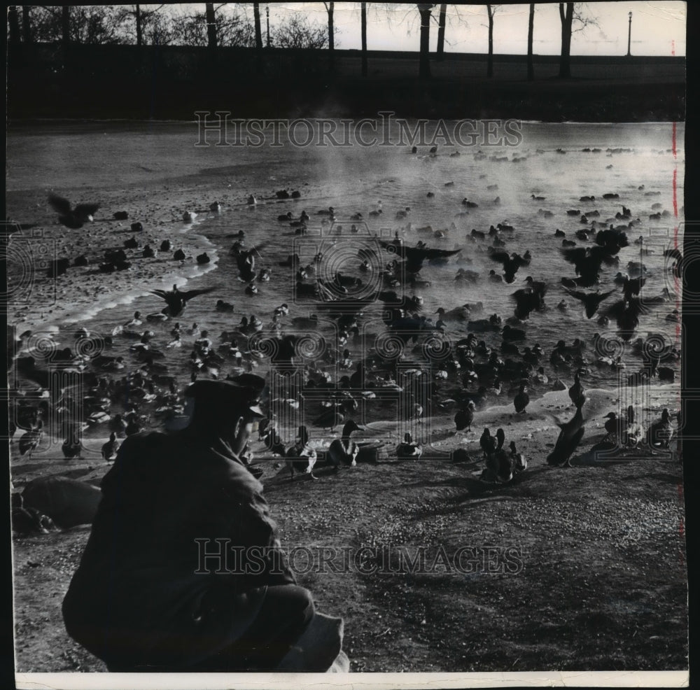 1962 Press Photo August Tenaglia feeds corn to wild ducks at Juneau park lagoon