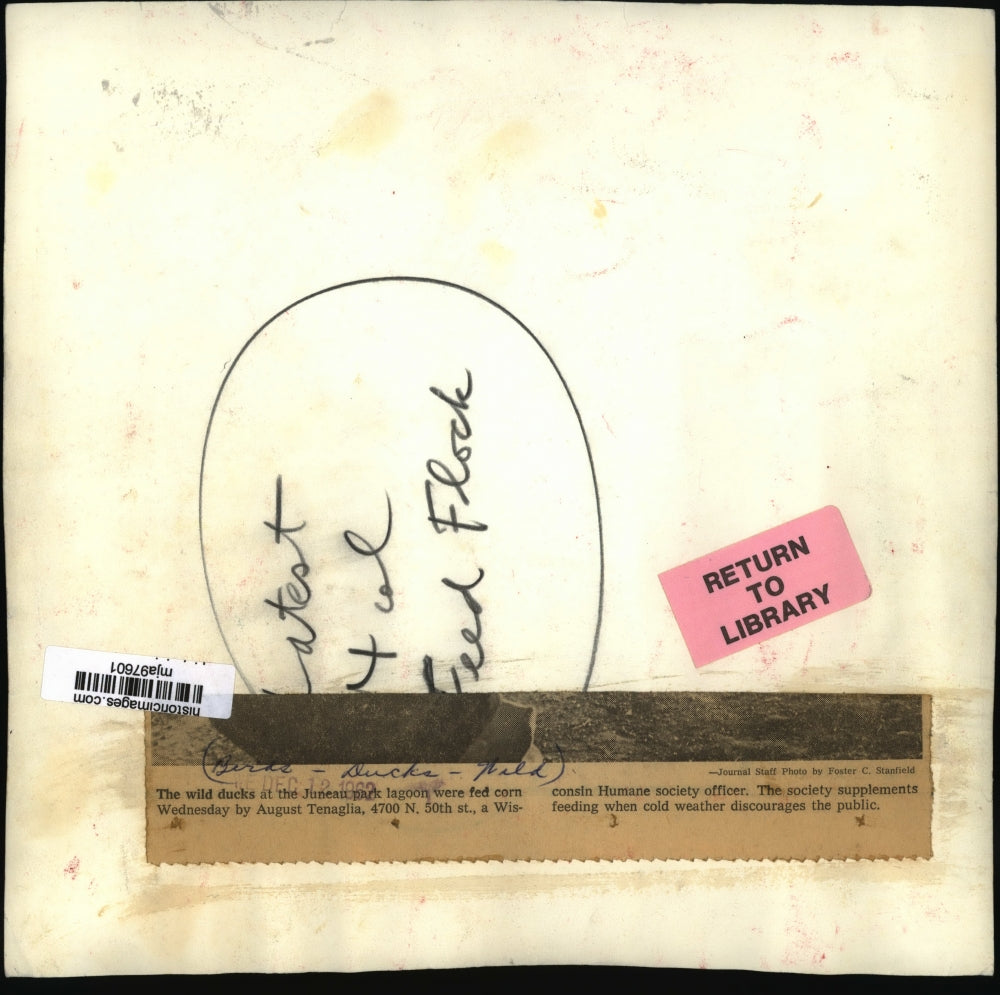 1962 Press Photo August Tenaglia feeds corn to wild ducks at Juneau park lagoon