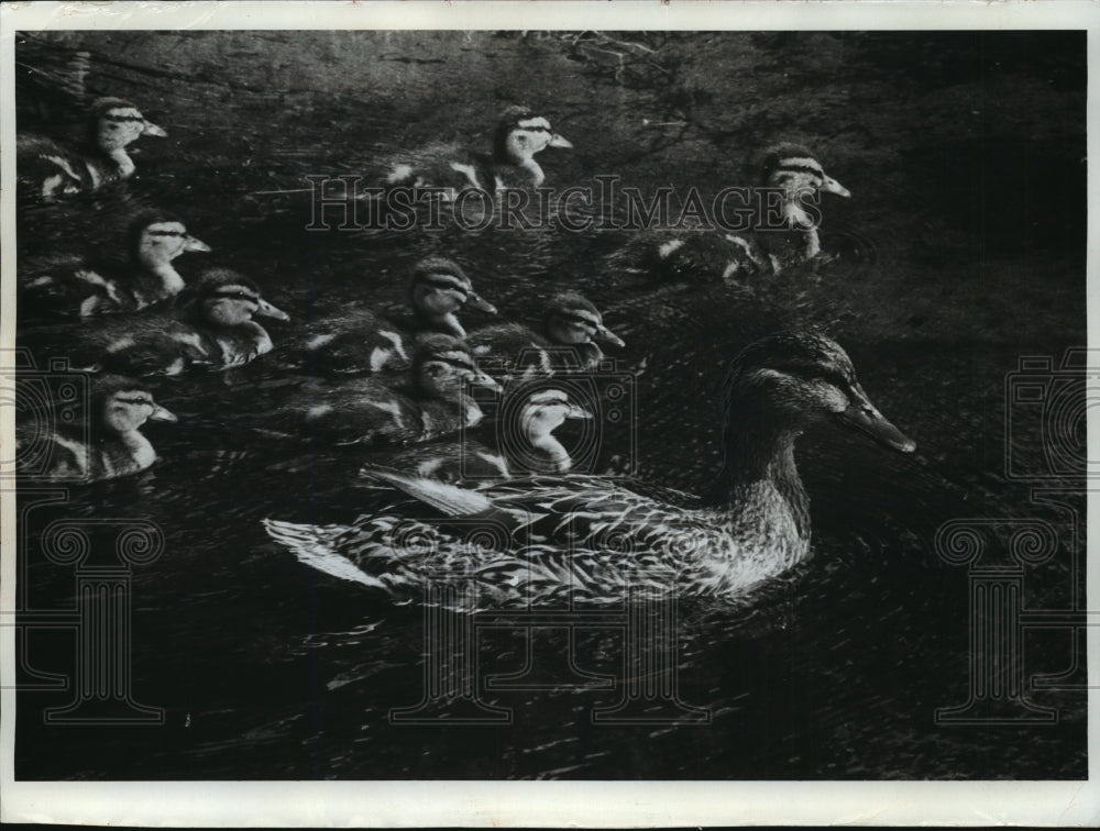  Press Photo Family of ducks swim down a stream in Stevens Point Country Club- Historic Images