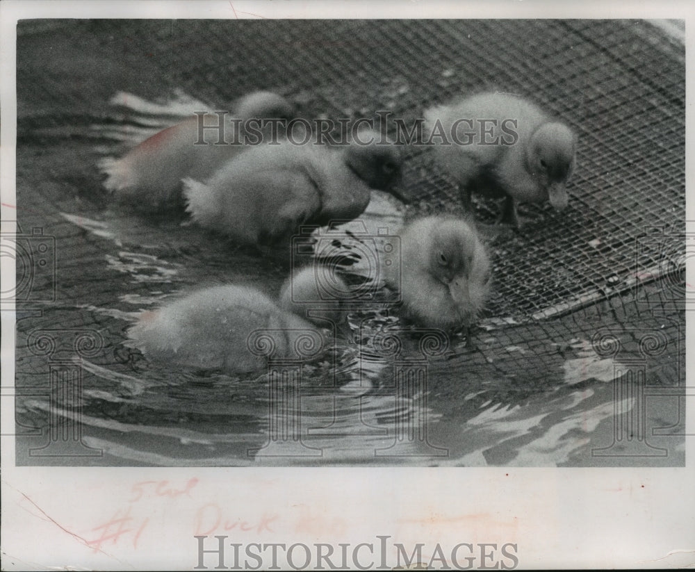 1967 Press Photo Ducklings Swim In Heated Pool at Little Farm at Capitol Court- Historic Images