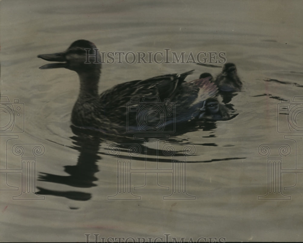1950 Press Photo Mother Duck Shows New Ducklings the Milwaukee River - mja97697