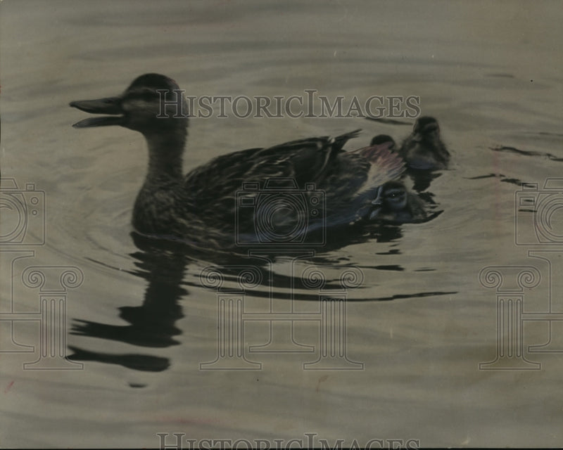 Load image into Gallery viewer, 1950 Press Photo Mother Duck Shows New Ducklings the Milwaukee River - mja97697
