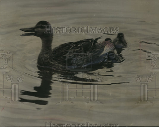 1950 Press Photo Mother Duck Shows New Ducklings the Milwaukee River - mja97697