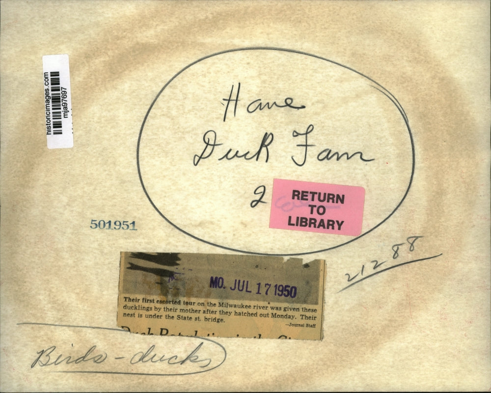 1950 Press Photo Mother Duck Shows New Ducklings the Milwaukee River - mja97697