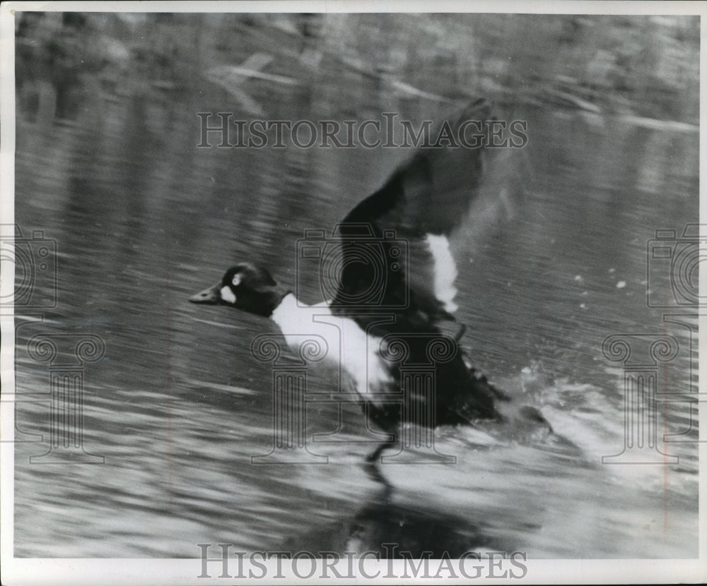 1957 Press Photo Goldeneye Takes Off From Water&#39;s Surface - mja97700