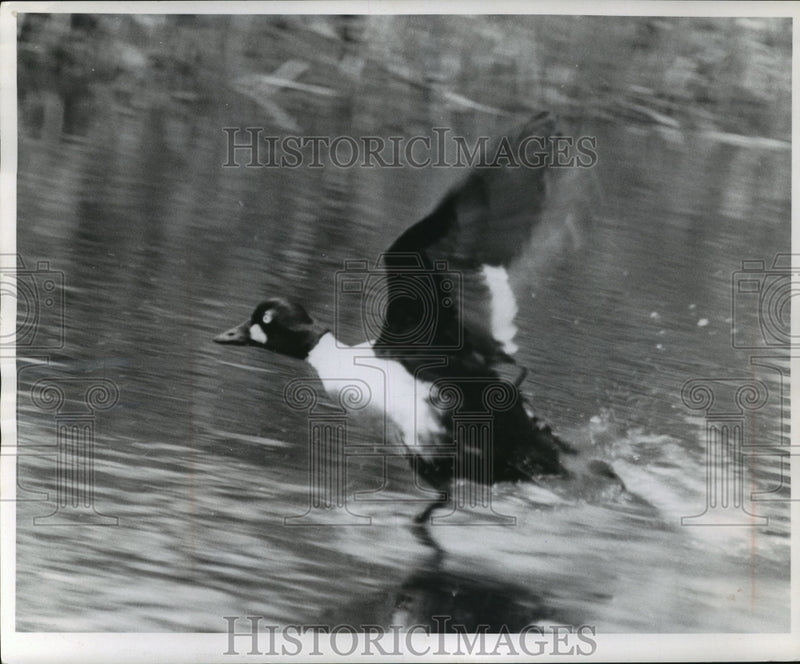 Load image into Gallery viewer, 1957 Press Photo Goldeneye Takes Off From Water's Surface - mja97700
