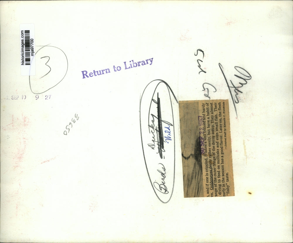 1957 Press Photo Goldeneye Takes Off From Water's Surface - mja97700