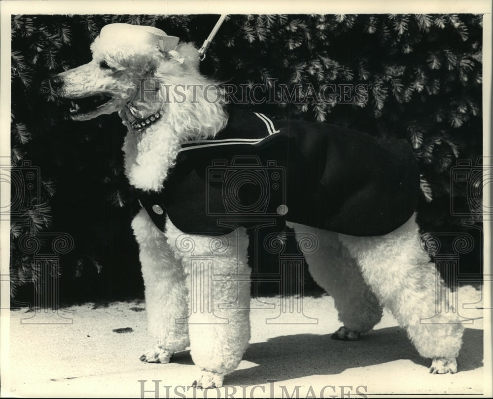 1987 Press Photo Poodle at the Silver Leash at Hartland- Historic Images