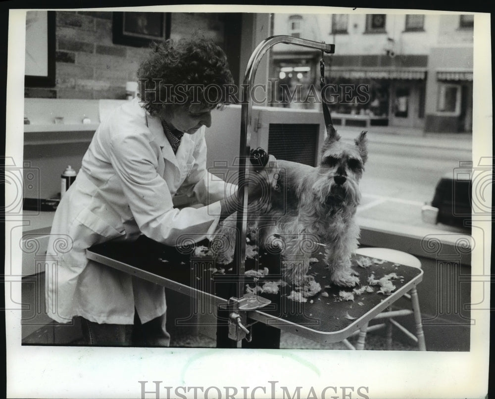 1982 Press Photo Rosemarie Garczynski Trims a Schnauzer in Pat&#39;s Pet Grooming - Historic Images