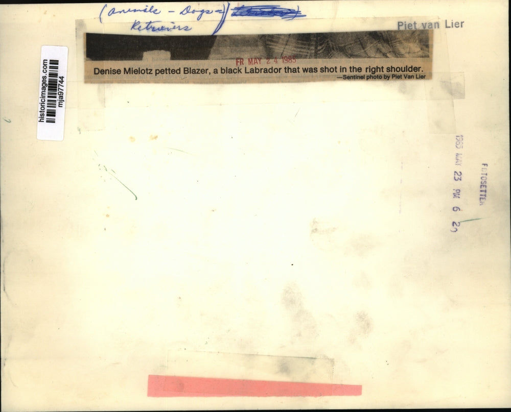 1985 Press Photo Denise Mielotz pets Blazer, a dog that was shot in the shoulder