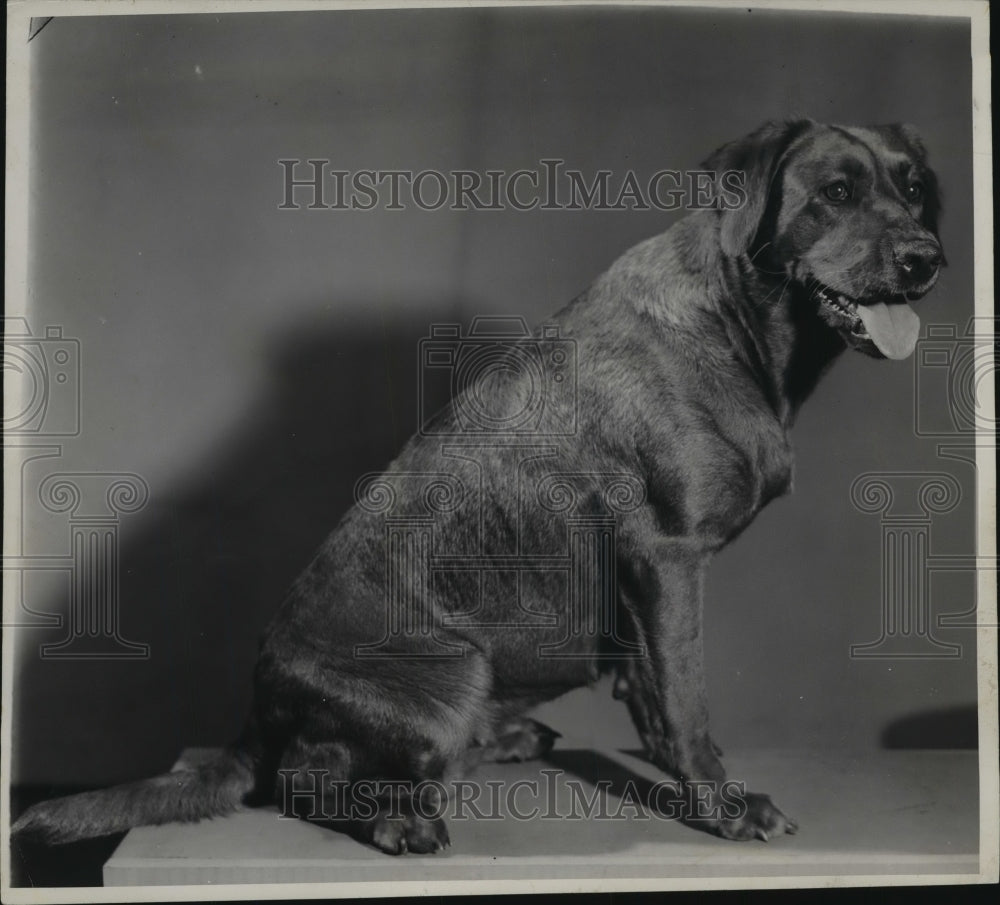 1945 Press Photo Red Queen, a yellow Labrador retriever, owned by Nels Jensen