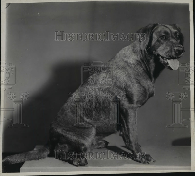 Load image into Gallery viewer, 1945 Press Photo Red Queen, a yellow Labrador retriever, owned by Nels Jensen
