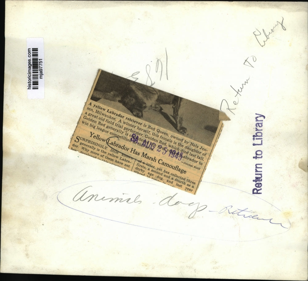 1945 Press Photo Red Queen, a yellow Labrador retriever, owned by Nels Jensen