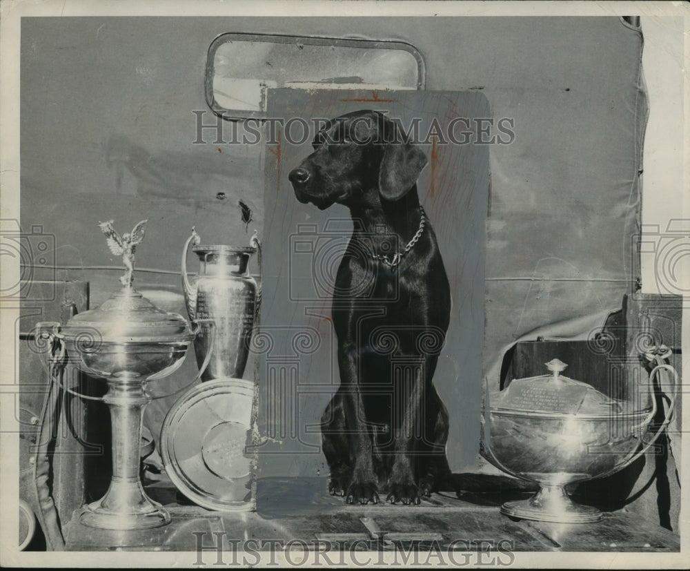 1947 Press Photo Award winning retriever dog, Black Panther - mja97752