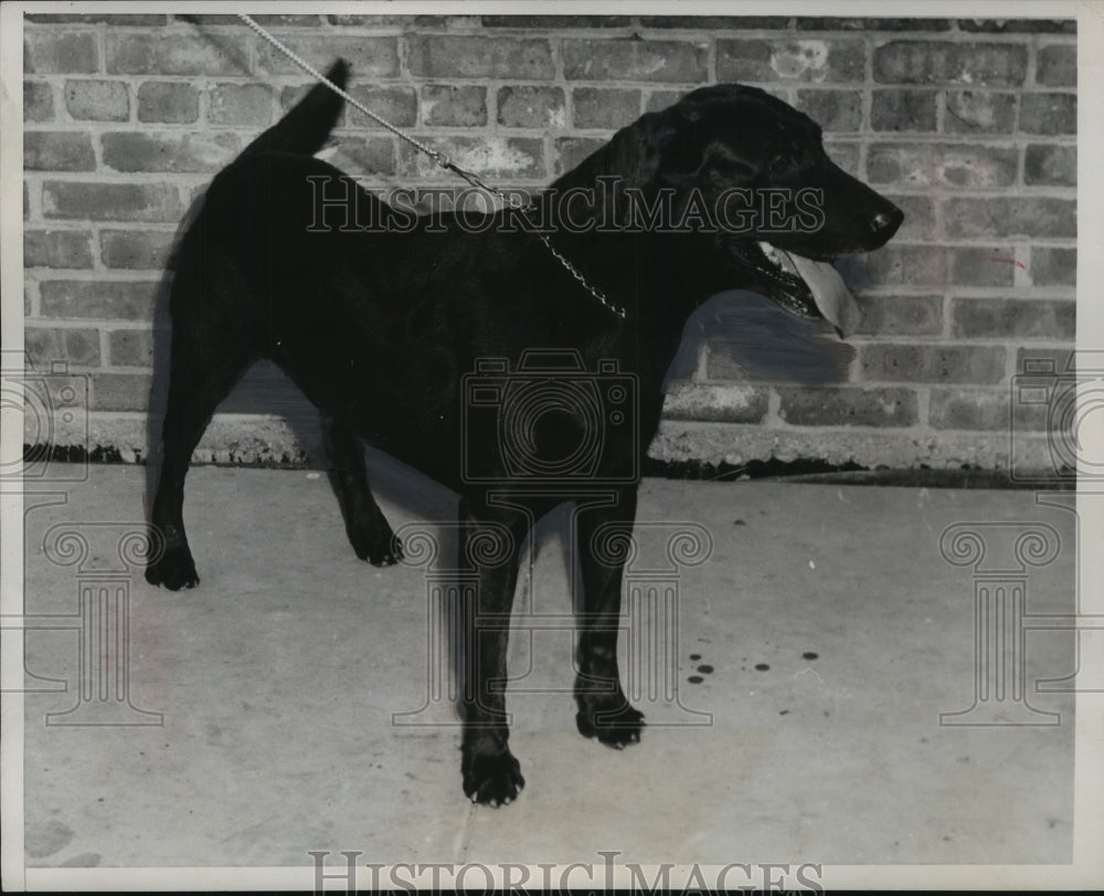 1951 Press Photo Duke, given an inheritance by his mistress Mrs. Mary Leonard