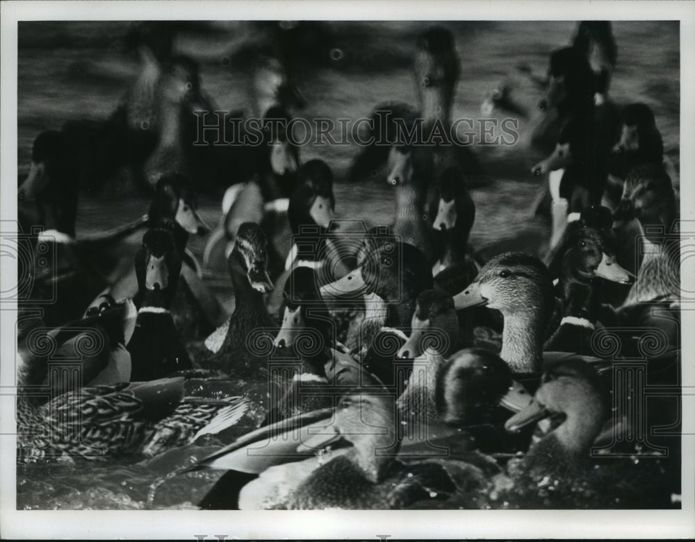 1975 Press Photo Mallards crowd around thrown breadcrumbs - mja97916