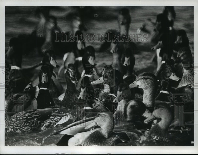 Load image into Gallery viewer, 1975 Press Photo Mallards crowd around thrown breadcrumbs - mja97916
