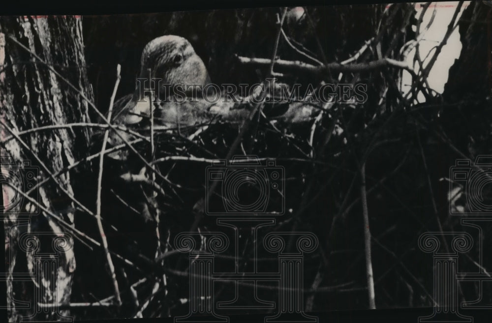 1961 Press Photo A mallard nests in a tree near Washington park boathouse