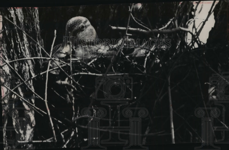Load image into Gallery viewer, 1961 Press Photo A mallard nests in a tree near Washington park boathouse
