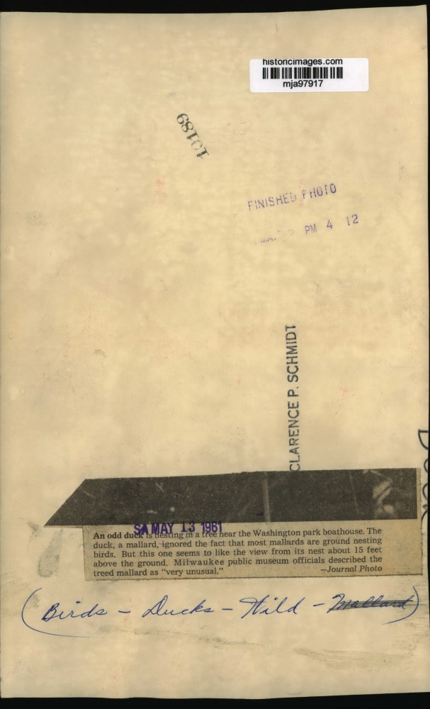 1961 Press Photo A mallard nests in a tree near Washington park boathouse