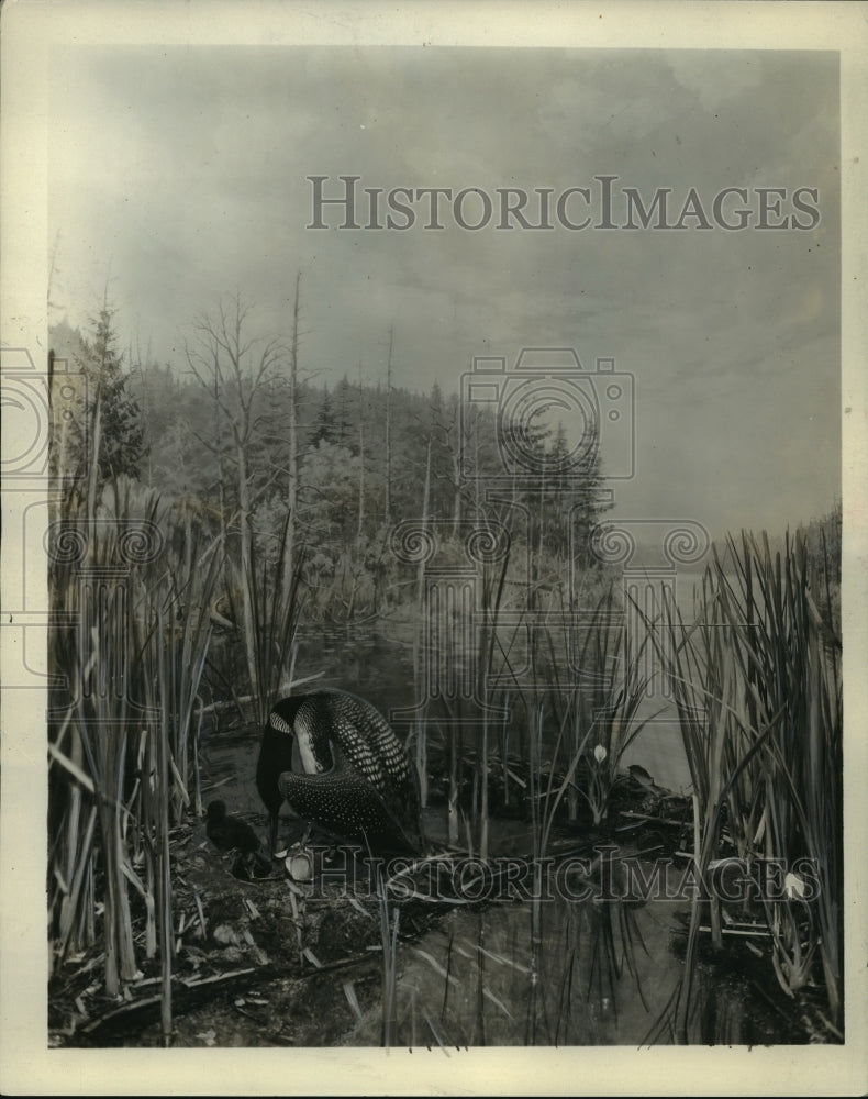 1931 Press Photo Group depicting family of loons on display in museum, Milwaukee- Historic Images