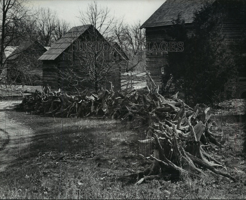 Load image into Gallery viewer, 1975 Press Photo Pioneer farmers of Wisconsin reused tree parts to make fence
