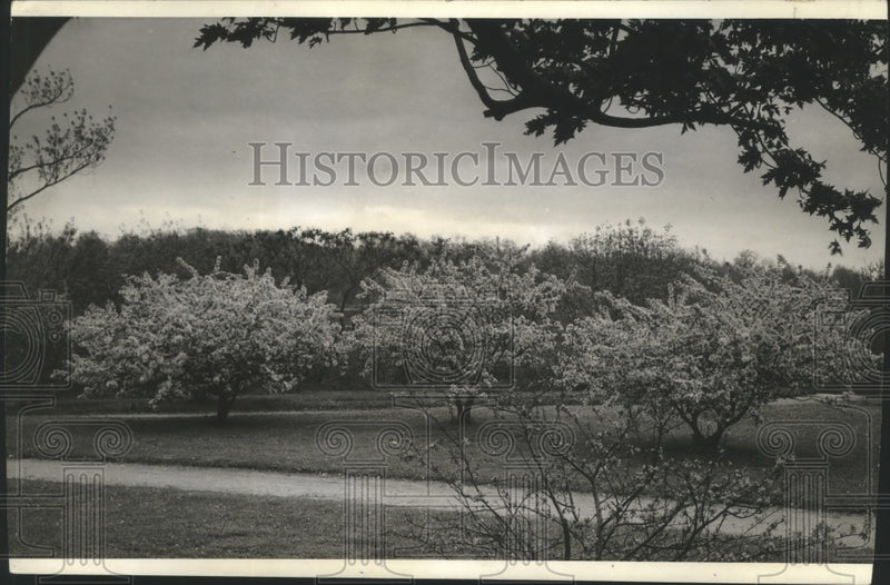 Load image into Gallery viewer, 1942 Press Photo Milwaukee, Estabrook Park, flowering crabs, colors in foliage.
