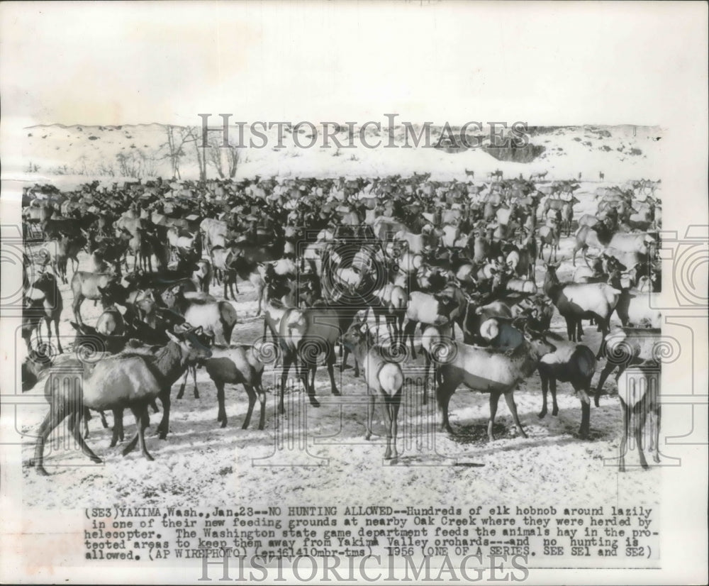 1956 Press Photo Elk Feeding on Hay in Yakima Washington - mja99438