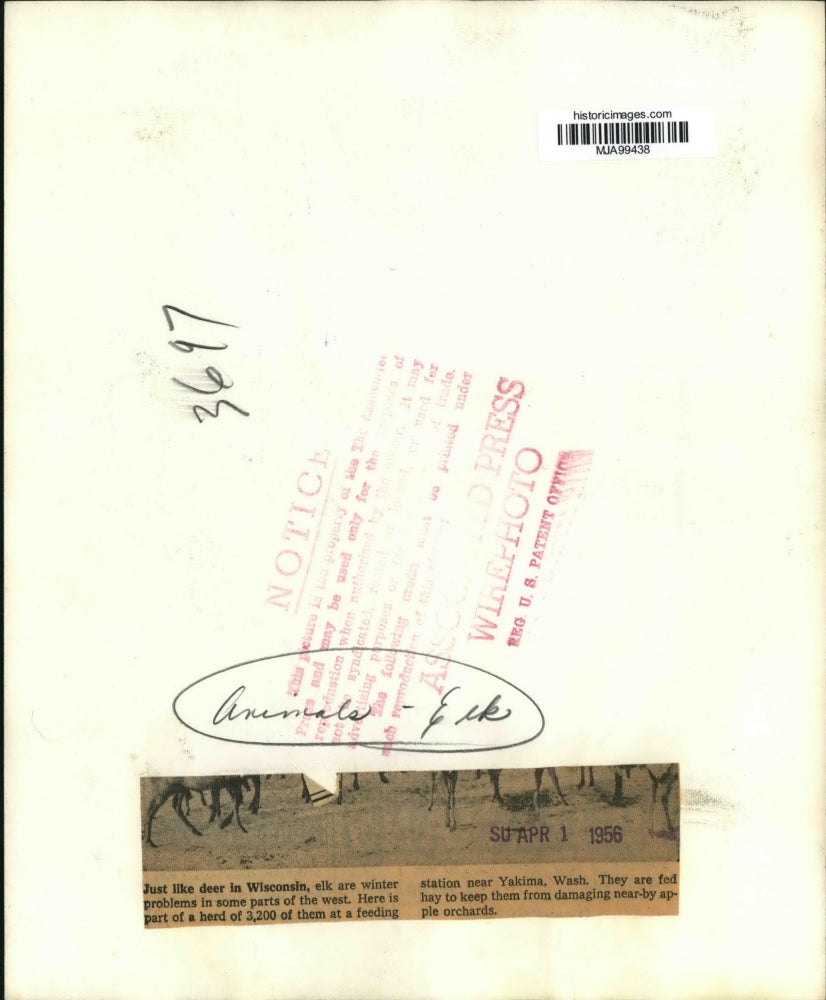 1956 Press Photo Elk Feeding on Hay in Yakima Washington - mja99438