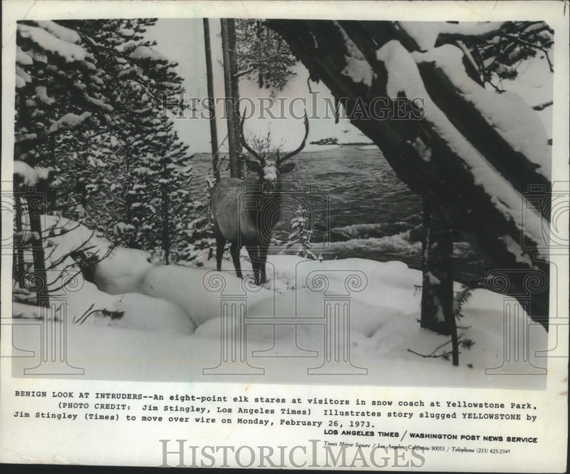 Load image into Gallery viewer, 1973 Press Photo Eight-Point Elk in Yellowstone National Park - mja99441

