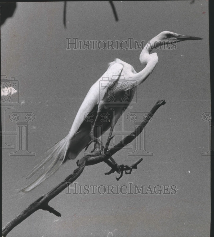 1955 Press Photo American Egret Near Her Nest at Horicon Marsh - mja99706