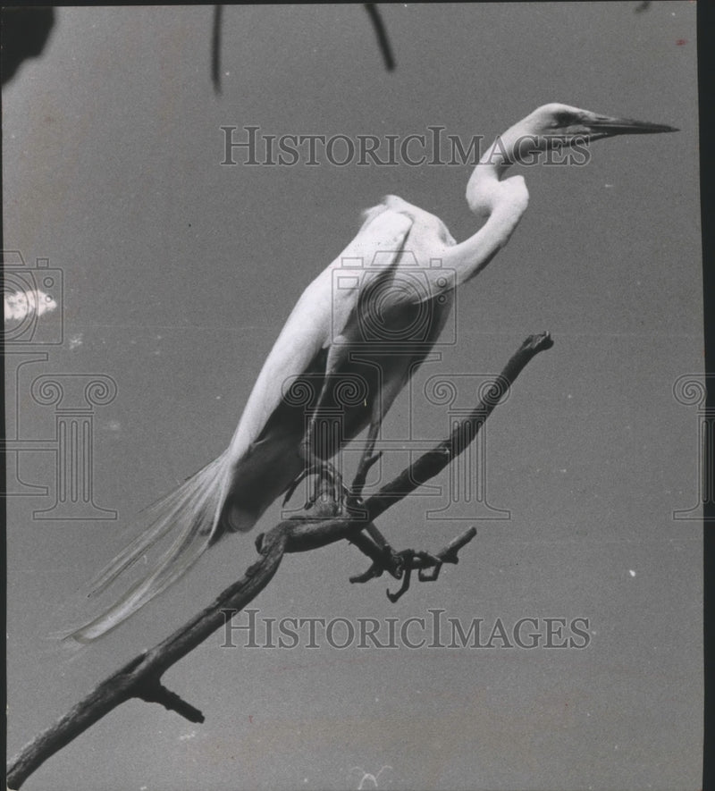 Load image into Gallery viewer, 1955 Press Photo American Egret Near Her Nest at Horicon Marsh - mja99706
