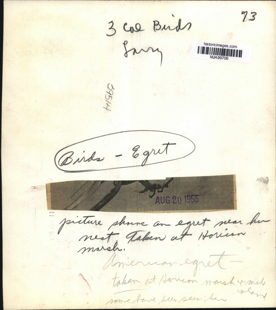 1955 Press Photo American Egret Near Her Nest at Horicon Marsh - mja99706